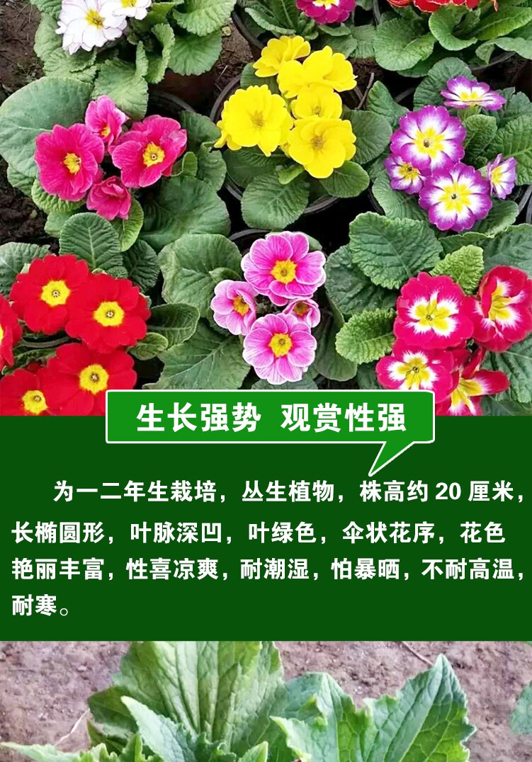 报春花种子报春花籽花卉种子阳台盆栽蔬菜种子批发菜种菜籽公司