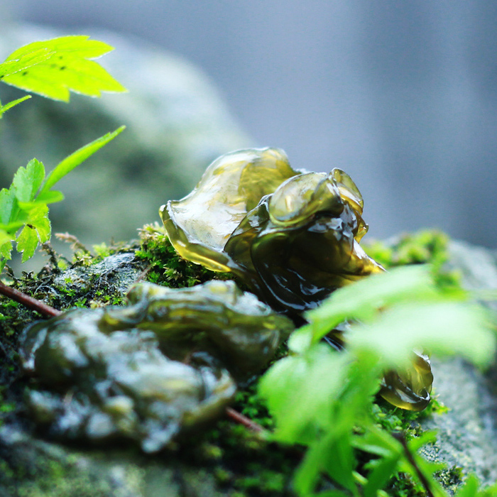 正品促销 纯天然100%野生地皮菜 江西特产地木耳 地皮菇礼品装