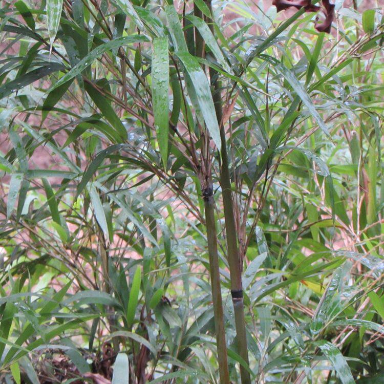 竹扫把 竹扫帚扫把 天然笤帚扫帚 大扫把 环卫扫把 小厘竹扫竹子