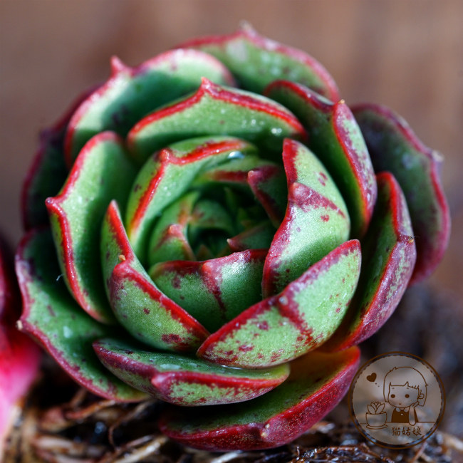 韩版 圆叶罗西玛 澳罗 圆罗 进口多肉植物 满包邮_不打折现价58.00元