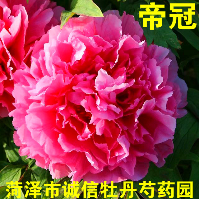 菏泽市诚信牡丹芍药园黑色牡丹花苗黑花魁秋天发货