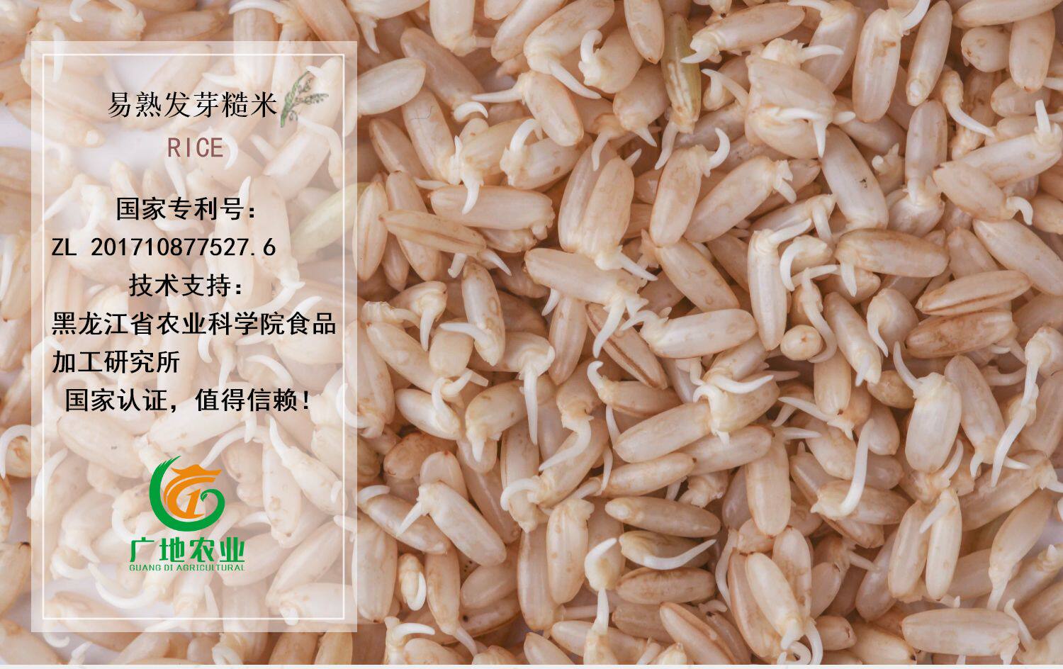 易熟发芽糙米400g包邮五常大米东北糙米宝宝胚芽米留胚米广地农业