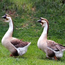 Chaoshan lion-headed goose live large purebred lion-headed goose live super-large lion-headed goose egg fertilized egg can hatch