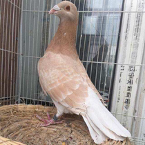 Pigeon live pair of male and female golden armor pigeons breeding eggs pigeons watching pigeons yellow pigeons fertilized eggs can be hatched