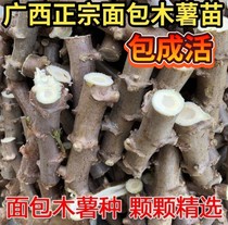 Authentic Edible Gold Cassava Miao Stem Seeds Yellow Flesh Yellow Heart Egg Yolks Bread Potato Sugar Water White Meat Sweet Potato Fry