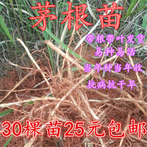 Senthatch is unique in the wild and wild herbs are fresh in the wild herbs of the wild herbs are fresh and morthatch.