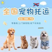 Shenzhen pet shipping services nationwide air transport of cats and dogs international aircraft mailing of animal quarantine certificates express transportation