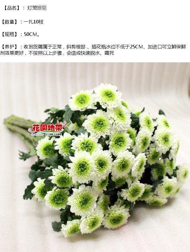 家庭鲜花 绿心白雏菊 灯笼多头小菊 好养 生日爱情婚礼插花速递