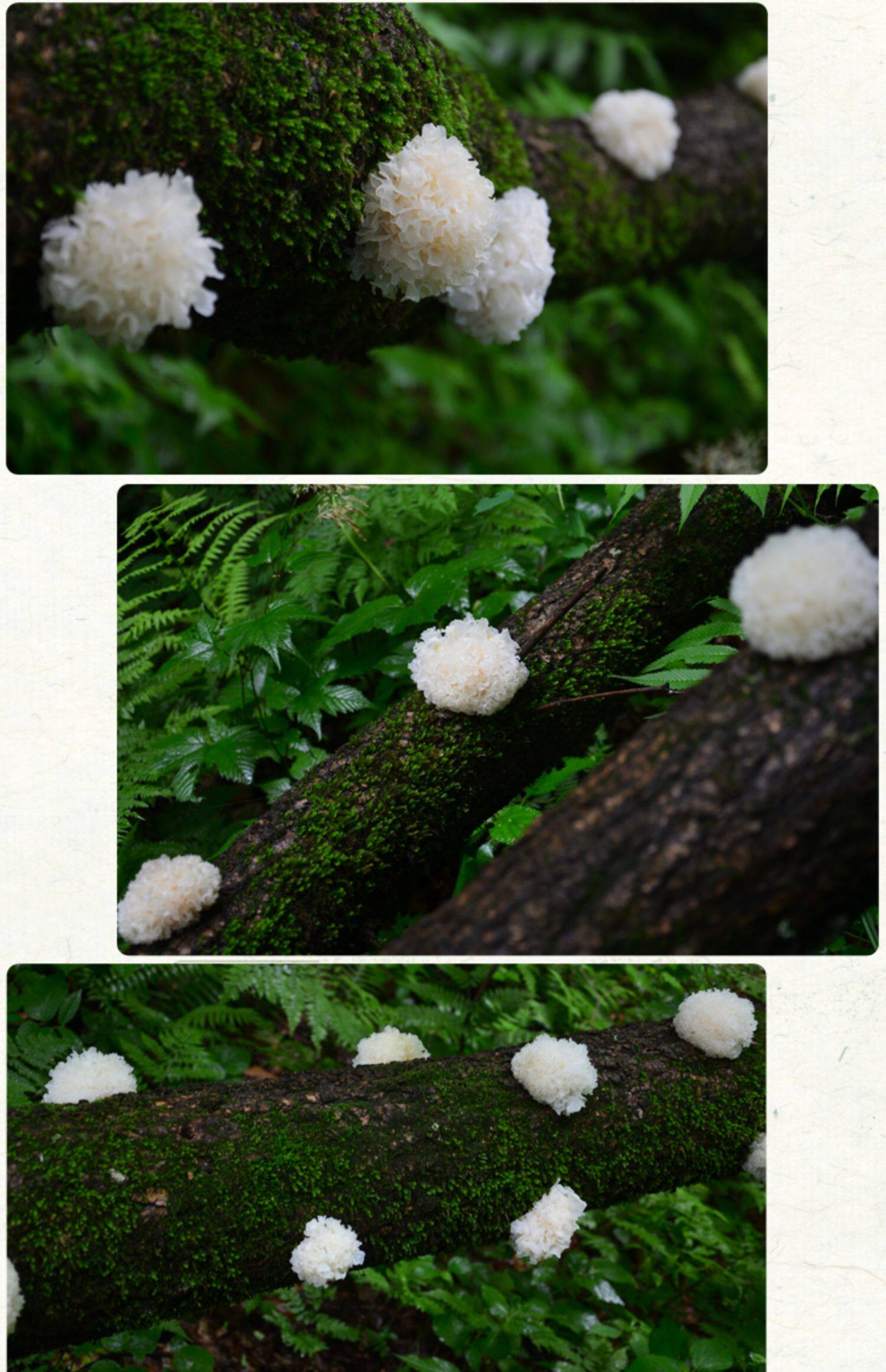 长白山椴木银耳椴木雪耳白木耳250克糯耳出胶丑耳干货无硫非通江