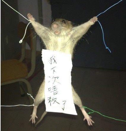 老鼠夹图片