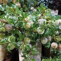 Simulation dandelion flower single plastic dandelion simulation flower desktop decoration Ball flower