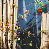 Autumn leaves wild branches simulation small leaves dry branches floral decoration landscape dry branches leaves ground flower branches