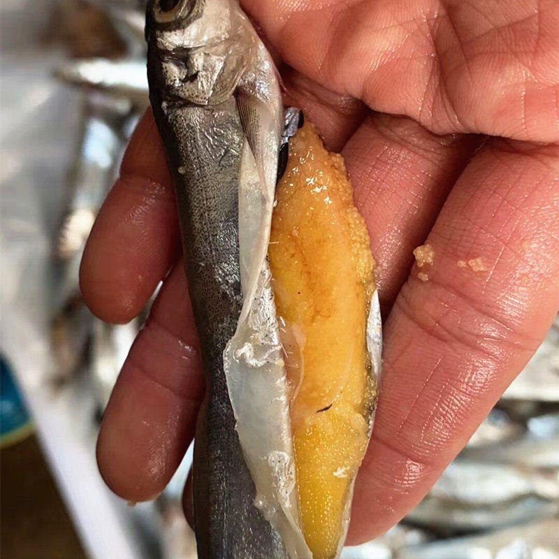 满籽野生多春鱼鲜活多春鱼带籽烧烤煎带籽海鲜鱼烧烤食材 500g