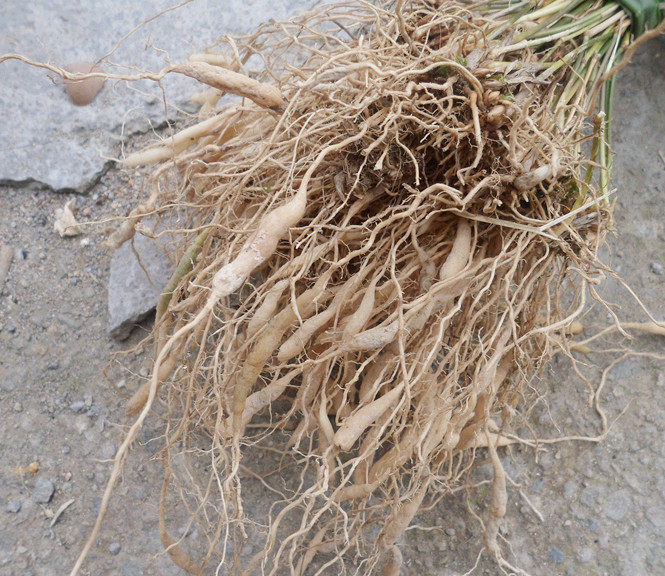 野生淡竹根淡竹叶根山野硬竹根清凉降火除烦热 10元/250g