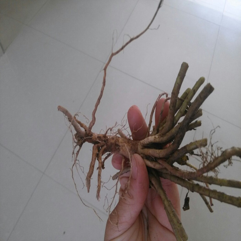 新鲜野生泽漆根 猫眼草根五朵云根猫儿眼根 现挖250g包邮