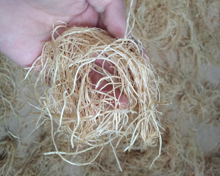 陕北葱根葱须子旱地红葱胡子药引子偏方葱味浓晒干发货三两起包邮