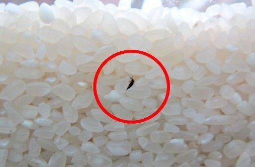 夏天大米爱长虫?她只用一招就彻底消灭!