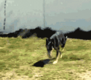 你看,人家汪星人都能玩得不亦乐乎,看看那健硕的身条,这可是跳绳练