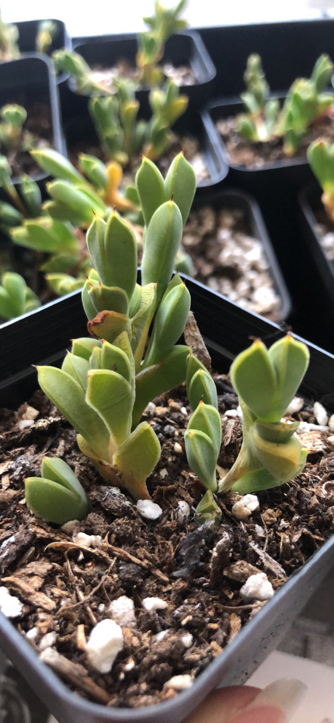 皓鲜肉馆大叶碧玉莲奇趣阳台多肉植物迷你盆栽多肉植物