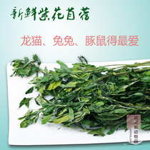 (National)20-year alfalfa rabbit grass Chinchilla forage rabbit food Gross weight 1kg Dutch pig new grass