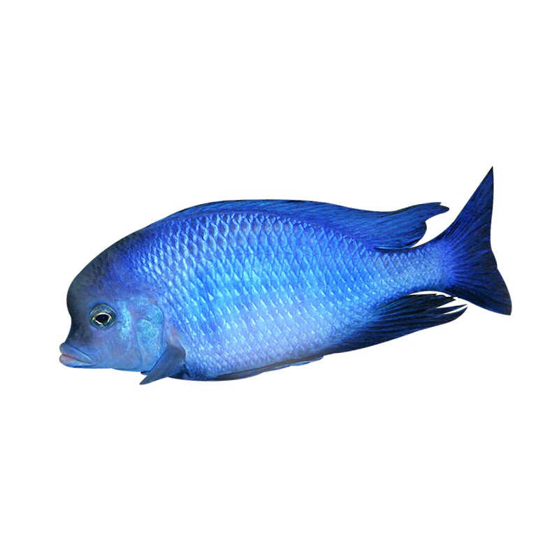 观赏鱼活体热带鱼三湖慈鲷马鲷小型淡水宠物鱼蓝茉莉快递包活促销