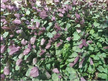 Chinese agricultural products Edible wild perilla leaves Fresh leaves Korean barbecue with Su cotyledon leaves 50 pieces