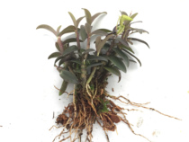 Dendrobium officinale red pole red leaf seed seedling Yueqing Yueqing Yandang Mountain Dengshu seedling indoor Anhui Maple Dengdou seedling edible