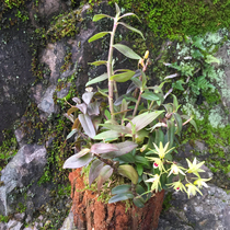 (5-7 yue flowers) dendrobium officinale Yueqing Yandang Mountain red bar lan hua miao indoor office edible feng dou