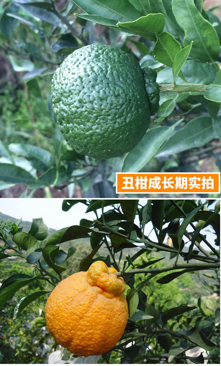 4月树上鲜果 蒲江丑柑丑橘丑八怪橘子新鲜10斤包邮水果净重约9斤