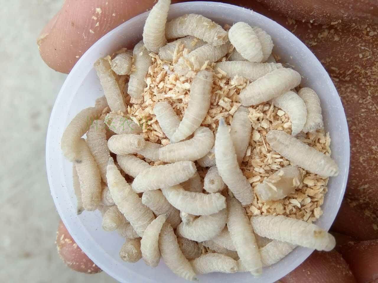 钓鱼活蛆肉蛆大蛆红色蛆虫活体白蛆钓公鱼活虫蛆牙子瓶装昆虫鱼饵