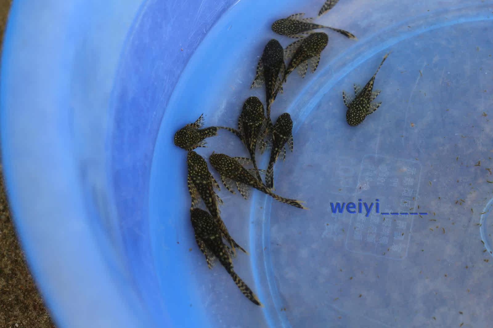 壁纸 动物 鱼 鱼类 1600_1066