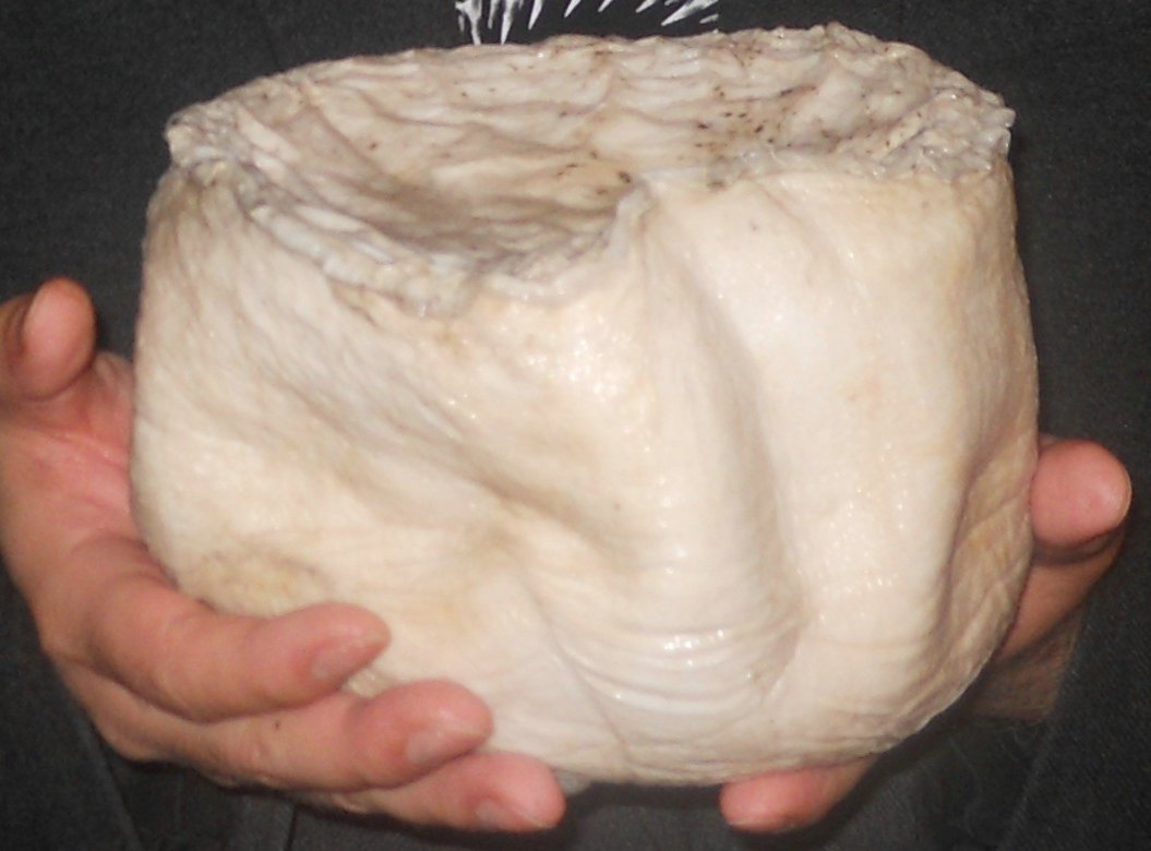 5斤左右精品太岁肉灵芝