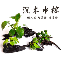 Lazy people easy to raise the real water grass fish tank landscape aquarium living water grass fish tank decoration small sunken wood water Banyan