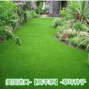 美国进口高羊茅草坪种子四季青庭院耐寒草坪种子别墅护坡绿化种子