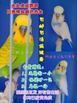 Big-headed budgerigar live bird Talking bird Ornamental pet bird Chicks can lay eggs to breed Jiaofeng Xuanfeng live
