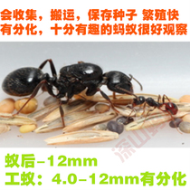 Clearance for crazy pet ants Craftsman receiving ants New colony