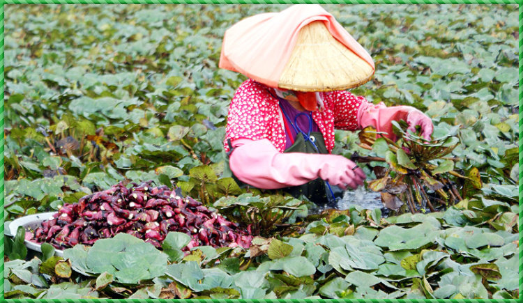 5斤装包邮 洪湖野生红菱角 新鲜菱角带壳 绿色时令
