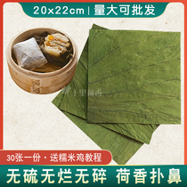 Fresh and natural whole piece of dried lotus leaf lotus root leaves super large sliced tea soaking water glutinous rice chicken rice Rice wooden barrel porridge material