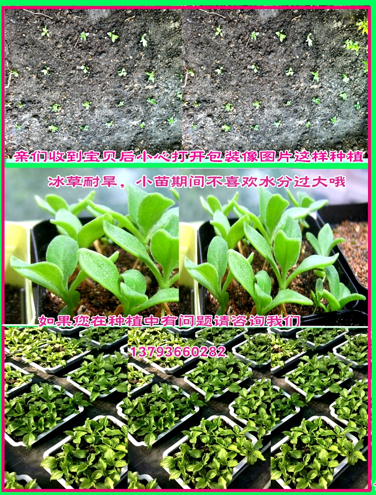 进口非洲冰草种子冰草冰菜苗子成活率高苗场直供免邮提供技术送肥