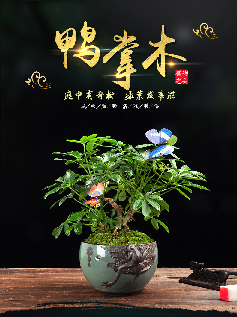 七叶莲鸭脚木盆栽属虎幸运植物旺财室内四季常青鸭掌木招财鹅掌柴_4折图片