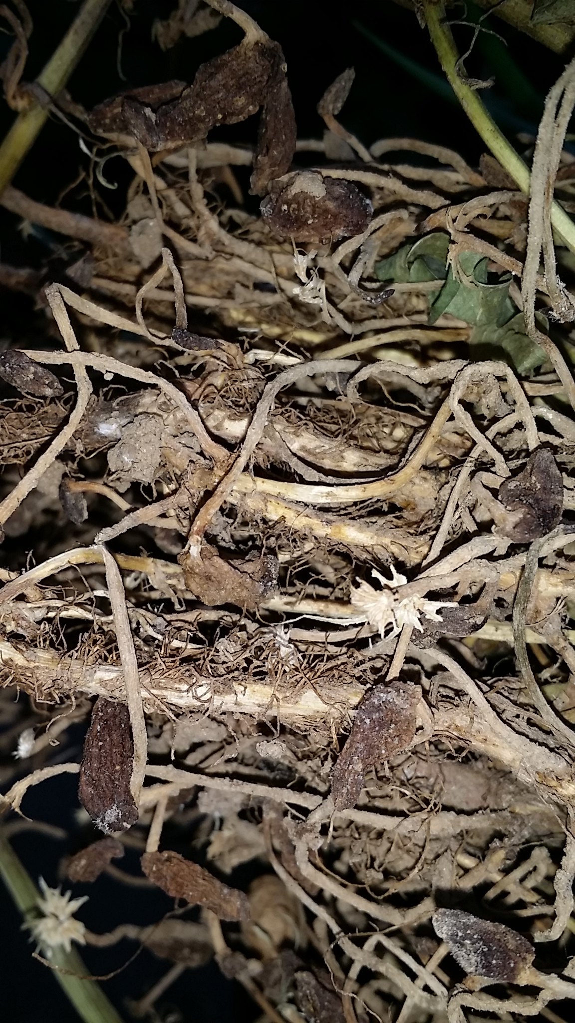 新鲜晒干花生根系 花生根250g