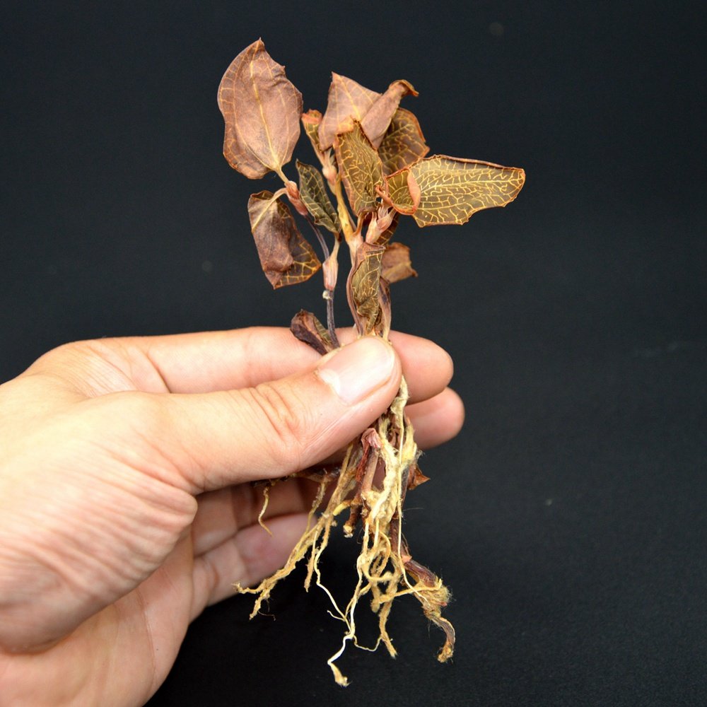 欣辰南靖林下原生态金线莲干品 整株叶大好品质 一盒净重50克包邮