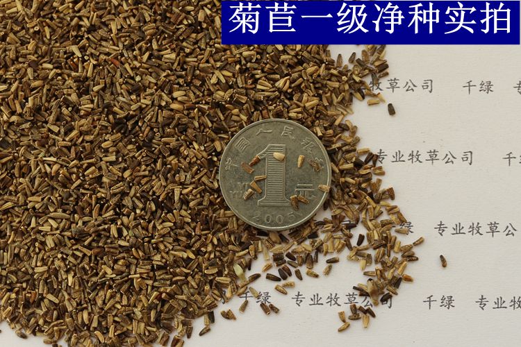欧洲菊苣种子 进口多年生耐寒高产四季牧草批发南方猪