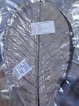 New goods day out of the plain leaves 20 pieces of plain leaf dry plain leaf M number Japan plain leaves