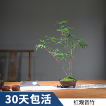 Red bamboo red Guanyin bamboo green plant indoor potted miniature desk bonsai courtyard window sill Four Seasons balcony bamboo seedlings