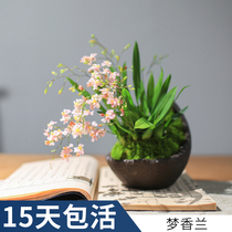 Moon Heart Lan Potted dream Shanlan with flower bud view flower small bonsai Mini creative orchid indoor plant living-room window sill