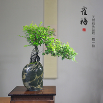 Stone plant plum a thing a stone flower bonsai potted cliff old pile shape green plant Office living room study