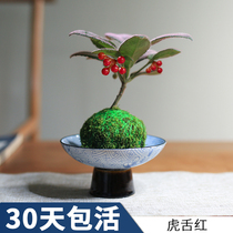 Tiger tongue red bonsai water bacon jade shaped moss ball with fruit plant indoor purifying air office sucking formaldehyde