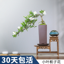 Gardenia bonsai small leaf cliff shape old pile potted green plant flower desk purification air indoor balcony