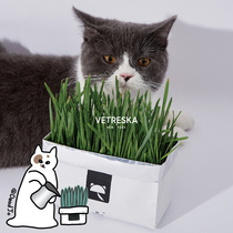 Cat grass hair cat snacks soil-free suit hydroponic seed basin catnip spit hair is not stuck Suitable for novice artifact